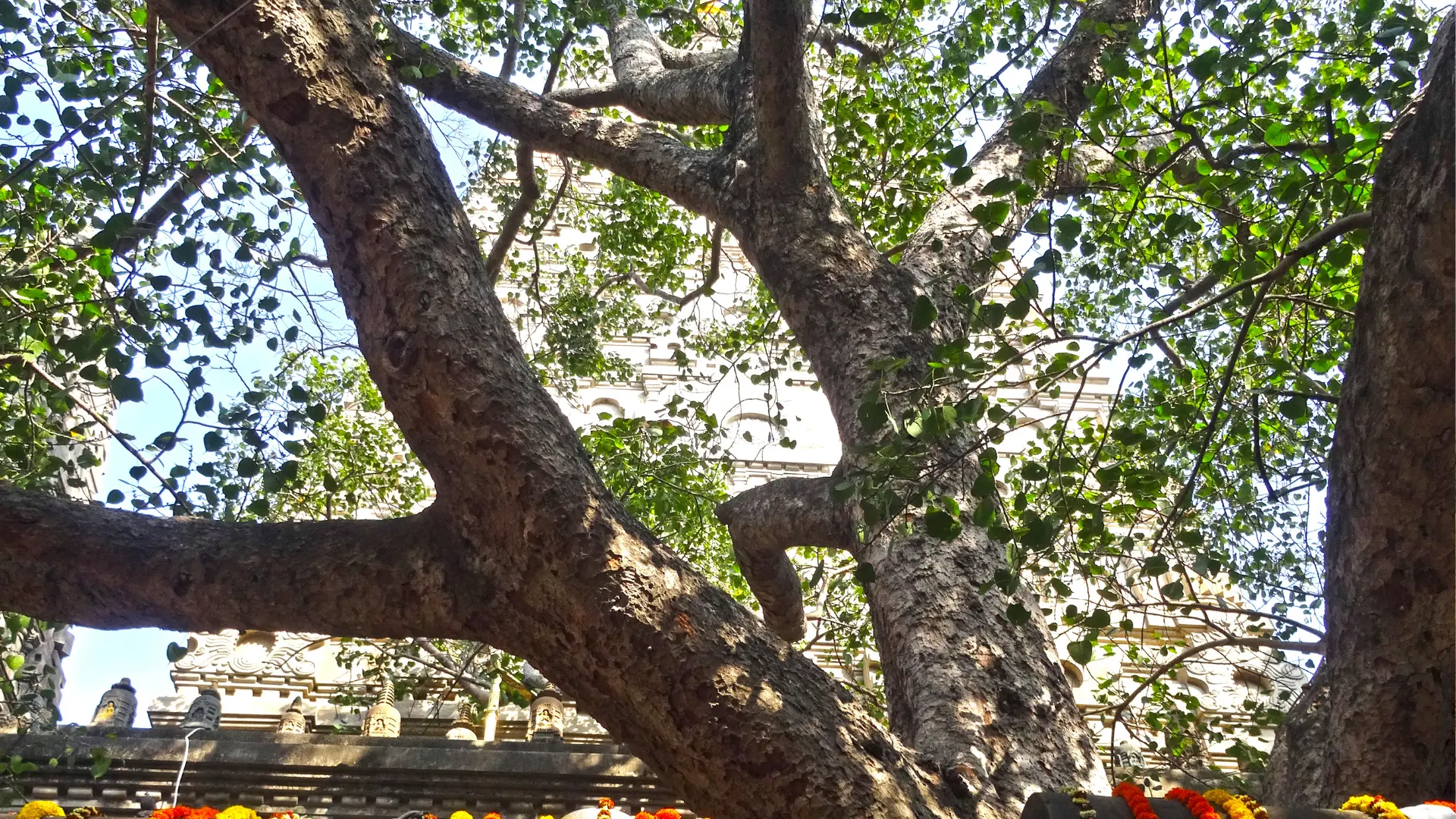 Boddhi tree near the Mahaboddhi temples